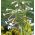 Καπνός άνθησης, Woodland Σπόροι καπνού - Nicotiana sylvestris - 25000 σπόροι