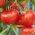 Rajčata "Tukan F1" - skleníková odrůda - Solanum lycopersicum  - semena