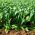 Spinat Matador Samen - Spinacia oleracea - 900 Samen - 
