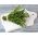 百里香种子 - 寻常的百里香 -  1500种子 - Thymus vulgaris L. - 種子