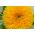 Semințe de floarea-soarelui ornamentale - Helianthus annuus - 80 de semințe