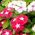 Madagascar Biji Periwinkle - Catharanthus roseus - 120 biji - benih