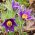 Sementes de Pasque Flower - Anemone pulsatilla - 190 sementes
