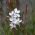 Gaura Sparkle Бяло семе - Gaura lindheimeri - 30 семена