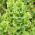 פעמונים של אירלנד זרעים - Molucella Iaevis - 160 זרעים - Moluccella laevis