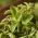 Kreeka Oregano seemned - Origanum hirtum - 750 seemnet - Origanum vulgare subsp. Hirtum