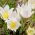 White Pasque Flower frön - Anemone pulsatilla - 90 frön