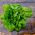 Butterhead Lettuce May Queen Semințe - Lactuta sativa - 1050 semințe - Lactuca sativa L. var. Capitata