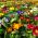 Primrose, benih campuran Primrose Inggeris - Primula acaulis - 140 biji
