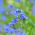 Summer Forget-Me-Not seemned - Anchusa capensis - 250 seemet