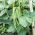 Semena Crnogorca - Vigna sinensis - 60 semen