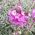 Anglické Wallflower (dvojročné) zmiešané semená - Cheiranthus Cheiri
