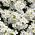 Alpine Rock Creste seminte - Arabis alpina - 1170 seminte - semințe
