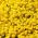 Semillas Mountain Gold - Alyssum montanum - 500 semillas