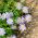 Swan River Daisy змішані насіння - Brachycome iberidifolia - 1400 насіння