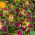 Coleus Dúhové semená - Coleus hybridus - 10 semien - Coleus blumei ‘Rainbow'