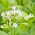 Blühender Tabak, Waldtabaksamen - Nicotiana sylvestris - 25000 Samen - 