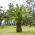 Канарско острво Датум семена палми - Пхоеник цанариенсис - 5 семена - Phoenix canariensis