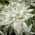 Seme Edelweiss - Leontopodium alpinum - 750 semen - semena