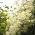 Tatlı sonbahar akasma tohumları - akasma mandshurica - Clematis mandschurica