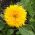 Dwarf Double Sunflower siemenet - Helianthus annuus fl. pl. - 90 siementä
