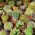 Kaktusväxter - blandning - 100 frön - Cactaceae