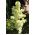 Јука, Адамове иглице - Иуцца филаментоса - 20 семена - Yucca filamentosa