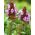 Sjeme prunele - Prunella grandiflora - 50 sjemenki - sjemenke