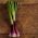 Allium fistulosum - 900 seemned - punane