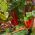 Mangold - Rhubarb Chard - röd - 225 frön - Beta vulgaris var. cicla.