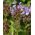 זרעי Prunella - Prunella grandiflora - 50 זרעים