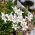 Semená plesne - Leontopodium alpinum - 750 semien