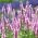 Spiked speedwell - ružová - 3000 semien - Veronica spicata - semená