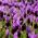 French Lavender, Spanish Lavender เมล็ด - Lavandula stoechas - 37 เมล็ด