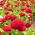 Маргаритка - Помпон - красный - 690 семена - Bellis perennis