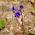 Desertni zvonček - 850 semen - Phacelia campanularia  - semena