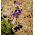 砂漠のブルーベル -  850種 - Phacelia campanularia  - シーズ