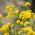 マウンテンゴールドの種 -  Alyssum montanum  -  500粒 - シーズ