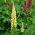 Lupin Lustre sementes - Lupinus polyphyllus