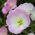 بذور زهرة الربيع المسائية المختلطة - Oenothera sp. - ابذرة