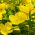 Evening Primrose mixed seeds - Oenothera sp.