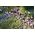 法国薰衣草，西班牙薰衣草种子 - 薰衣草stoechas  -  37种子 - Lavandula stoechas - 種子