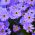Swan River Daisy blandede frø - Brachycome iberidifolia - 1400 frø