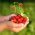 Biji Strawberry Wild Rugia - Fragaria vesca - 1280 biji - benih