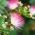 Pärsia siidipuu seemned - Albizia julibrissin