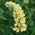 Lupinovo sjeme lustera - Lupinus polyphyllus - 90 sjemenki - sjemenke