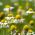 Biji chamomile - Matricaria chamomilla - 3200 biji - benih