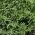 เมล็ดพันธุ์พืชฤดูร้อน - Satureja hortensis - 2600 เมล็ด