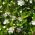Myrte commun - 18 graines - Myrtus communis L.