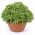 Basil Minette seeds - Ocimum basilicum - 1300 seeds